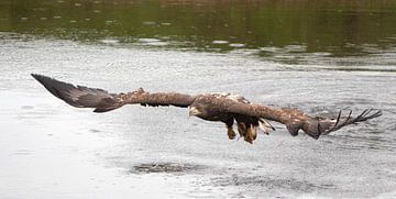 Seeadler mit seiner Beute in den Pfoten von Evelien van der Horst