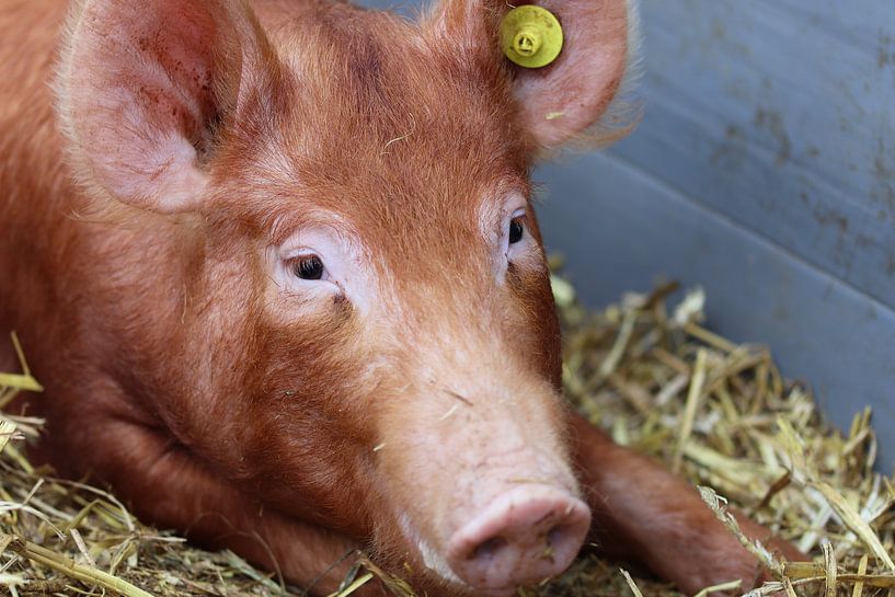 Cute little piggy by Anja Kok
