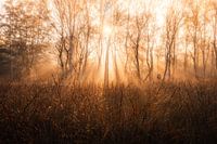 Zonsopkomst