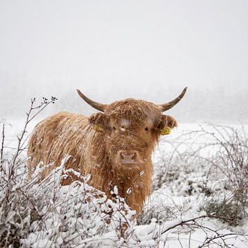 Scottish Highlander in a snow shower by Ans Bastiaanssen