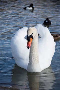 Schwan, Jourdainpark, Kraainem von Manuel Declerck