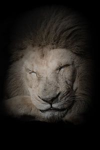 Into the dark series Ssst Lion King is sleeping van Foto Studio Labie