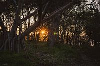 Sonnenuntergang im Wald