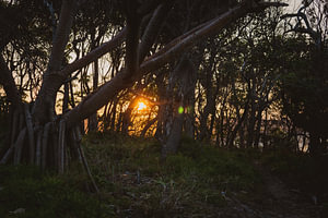 Sonnenuntergang im Wald