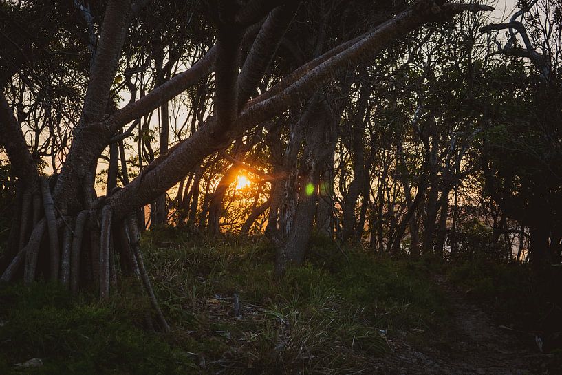 zonsondergang in het bos van Ennio Brehm