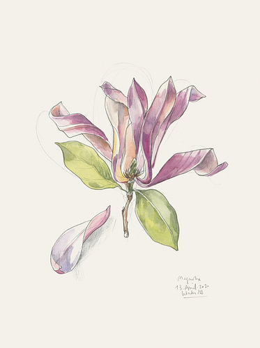 Roze aquarelmagnolia