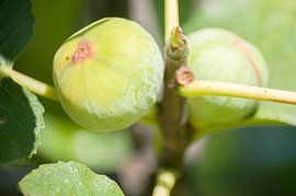 Figs in tree