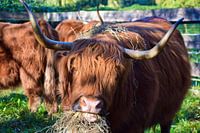 Schotse Hooglander