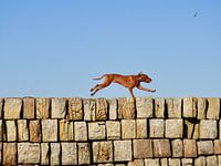 Flying Dog