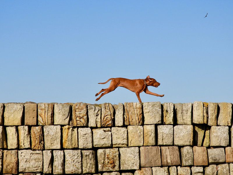 Flying Dog van Noortje van Zuidam