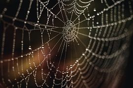Spider web with dew drops by Stefanie de Boer