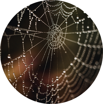 Spinnenweb met dauw druppels van Stefanie de Boer
