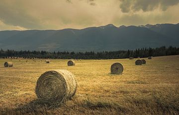 Les champs d'or sur Loris Photography