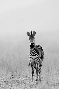 Zebra in Black & White van YvePhotography