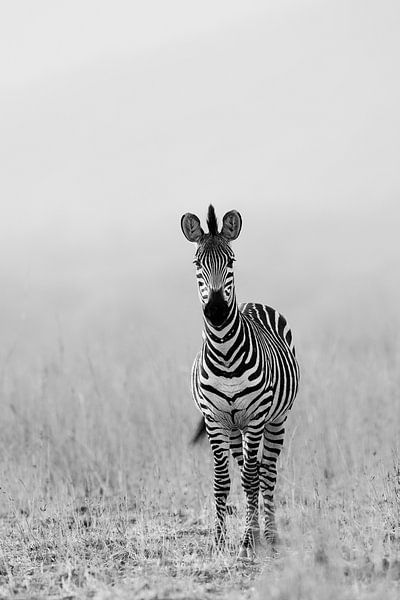 Zèbre en noir et blanc par YvePhotography