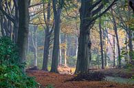 Bos in de herfst van Michel van Kooten thumbnail