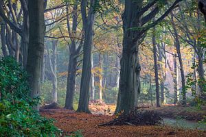 Wald im Herbst von Michel van Kooten