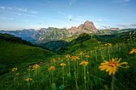 Arnica in Kleinwalsertal by Leo Schindzielorz thumbnail