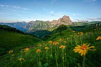 Arnica in Kleinwalsertal