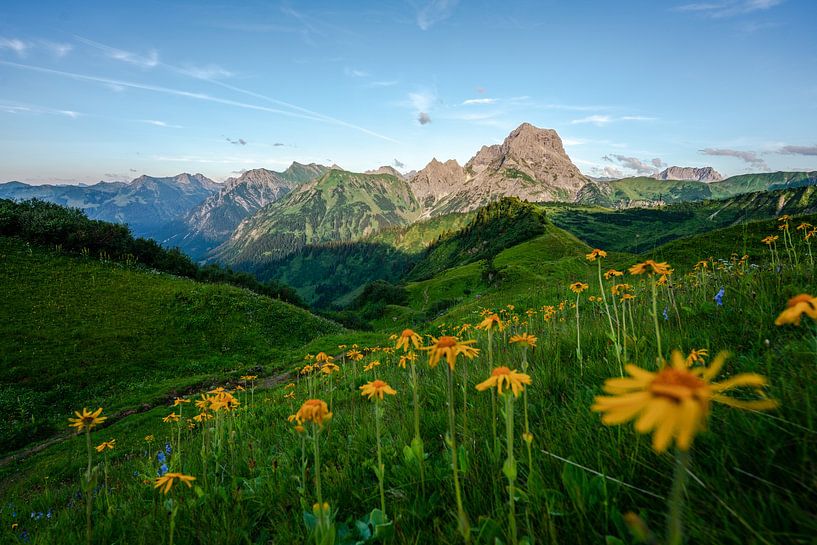 Arnika im Kleinwalsertal von Leo Schindzielorz