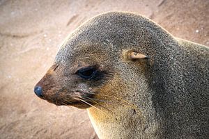 Südafrikanischer Seebär am Strand