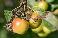 Äpfel im Baum mit verwelkten Blättern