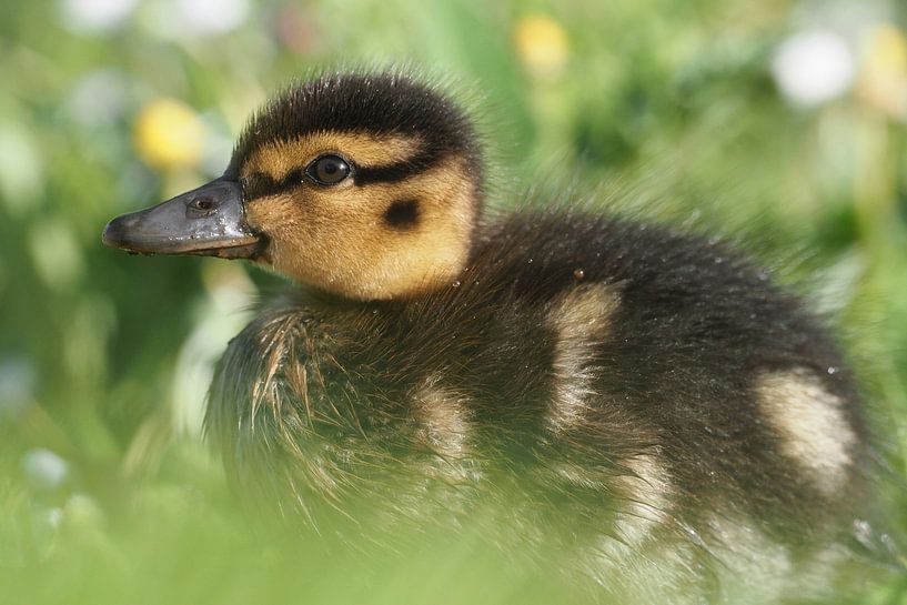 Ducks chick by Astrid Brouwers