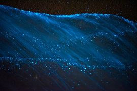 sea spark by Sjon de Mol