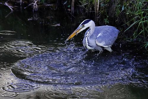 Reiger vangt een vis