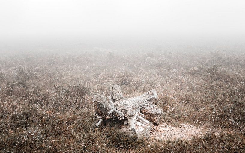 An autumn morning on the heath by Nils Steiner