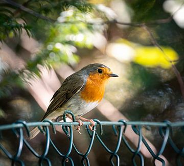 Close-up of a robin by ManfredFotos