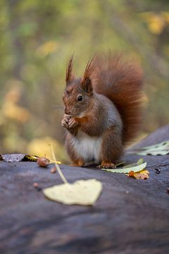 Squirrel nibbles by Thomas Heitz