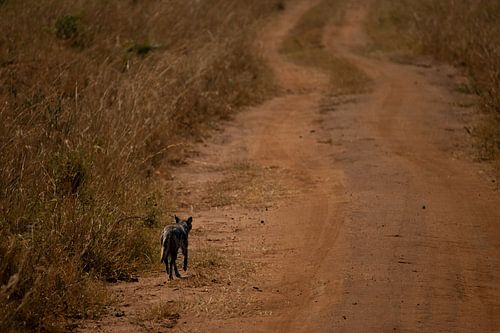 Schakal in Kidepo - Der stille Wächter der Savanne