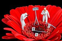 Bloem