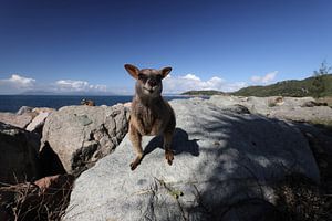 allied rock-wallaby , Petrogale assimilis Magnetic Island in Que