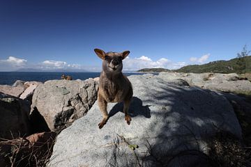 allied rock-wallaby , Petrogale assimilis Magnetic Island in Que sur Frank Fichtmüller