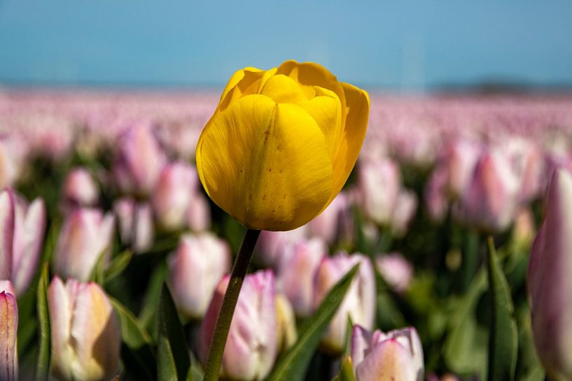 Tulipes par Koos de Vries