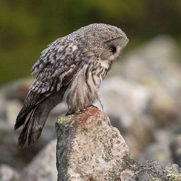 Eule... Bartkauz *Strix nebulosa* von wunderbare Erde