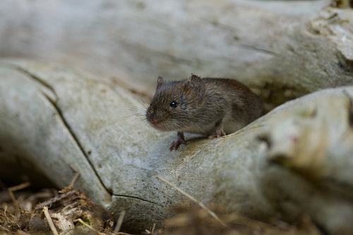 vole