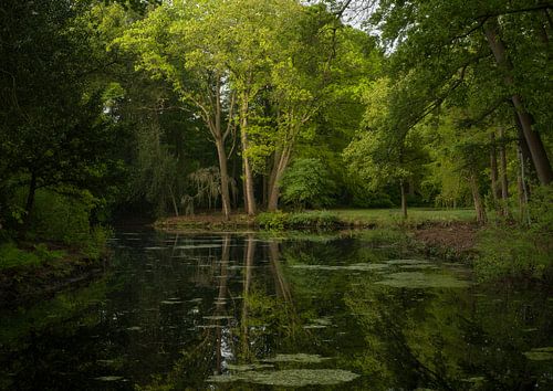 Zonsopkomst Sterrenbos - Vosbergen - Eelde - Drenthe (Nederland)