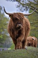 Schotse hooglander
