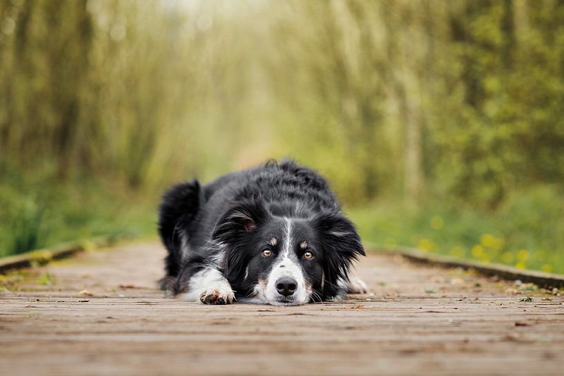 Australian shepherd border collie cross, on a wooden path in the forest, head flat on the ground by Elisabeth Vandepapeliere
