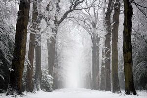 Mysterious forest
