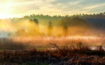 Harmonie van licht en natuur van Krzysztof Tollas