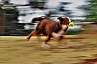 on the run