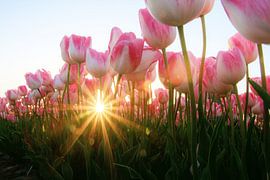 Tulpen by Hanneke de Vries-Koning