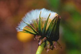 Crack open that shell and blossom like hell by Scarlett van Kakerken