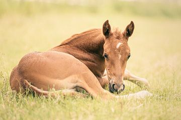 Foals in the pasture 1