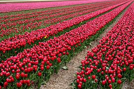Blühende Tulpen auf einem Feld in Nordholland von Hans de Waay