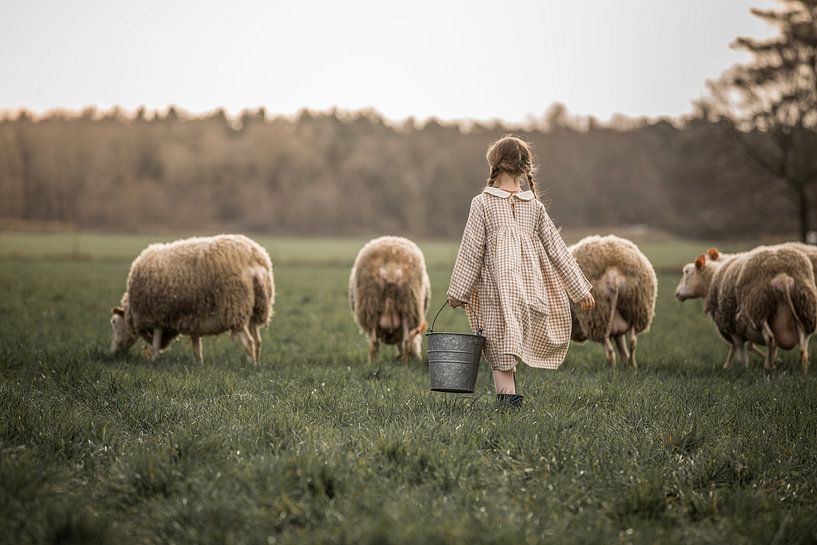 moutons par Elke De Proost